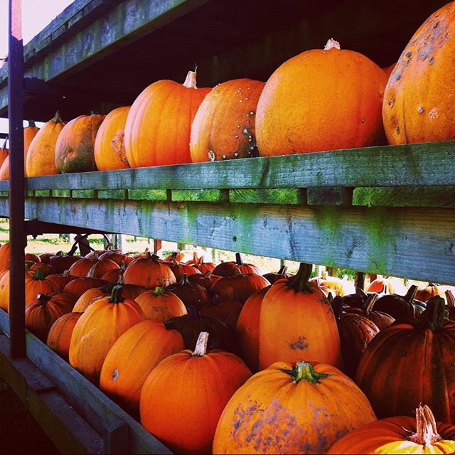 The last remaining pumpkins at the local farm 🎃