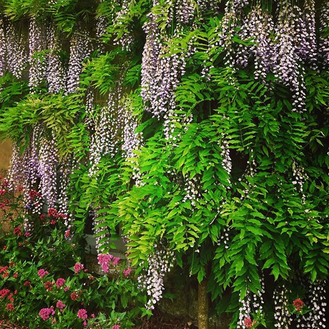 A little clue to the new fragrance we will be introducing to our Spring collection.

Wisteria hangs, ancient and twisting, along the cottage walls, exploding into clouds of frothy purple blooms scenting the air with sweetness and spice. 
Delicately floral with hints of clove and woods.
#Spring 
#Wisteria
#Village
#TrueGraceBespoke
#EssenceOfEnglandTG
#AsItShouldBeTG
#TrueGraceTG
#MilsomPlace
#takenbypipb
#topdrawerlondon2017