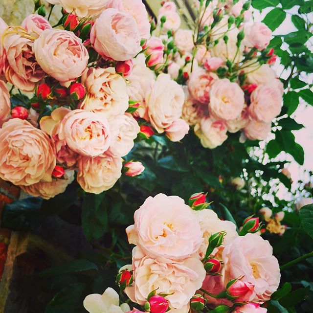 🌷CRANBORNE ROSE FRAGRANCE FRIDAY🌷
•
It is always a wrench leaving Italy and our summer holidays. We love the food, warmth, sea and the chance to spend time with family and friends. Back home and suddenly the temperature has dropped! Each time I come back I am struck by the beauty of the English countryside, green and overgrown at the end of the summer. It never fails to win my heart and I can happily settle back into my routine. Pure English scents like Cranborne Rose, blended with roses, green leaves and warm amber, remind me of why I love the countryside so much.
•
TO CELEBRATE FRAGRANT FRIDAY WE ARE OFFERING A GORGEOUS CRANBORNE ROSE CANDLE ON ORDERS OVER £50. OFFER AVAILABLE ONLINE UNTIL 8TH SEPTEMBER  WHILE STOCKS LAST
•
#TrueGraceMoments
#TrueGraceBespoke
#EssenceOfEnglandTG
#AsItShouldBeTG
#TrueGraceTG
#BurlingtonArcade
#MilsomPlace 
#FragrantFridayTG
#CranborneRose
#EnglishSummer