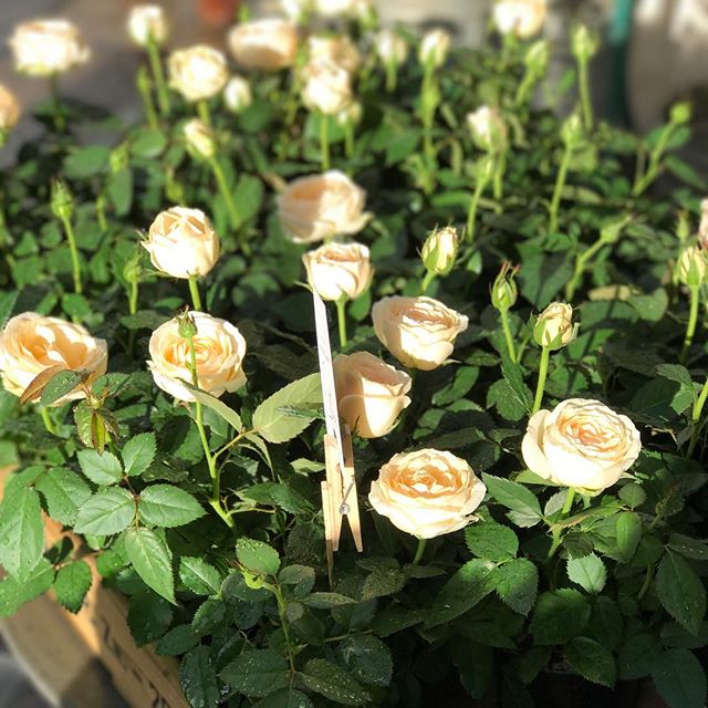 The rain stopped, the sun shone...just as I found these pretty rose bushes 💚
Heading to the shop in Burlington Arcade to pick up my BurlingtonRose scented candle
•
#BurlingtonRose 
#truegracemoments 
#rosefragrance 
#burlingtonarcade 
#bespokeEngraving
#libertylondon