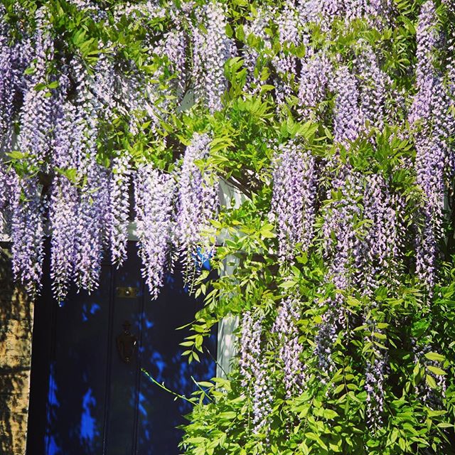 FRAGRANCE FRIDAY...WISTERIA 💚
SPEND OVER £50 AND RECEIVE A COMPLIMENTARY WISTERIA CANDLE
ONLINE OR IN OUR SHOPS.
OFFER AVAILABLE UNTIL 31ST AUGUST AND WHILE STOCKS LAST
•
When we first moved from London to a little village in the countryside I was immediately besotted with the Wisteria hanging from the cottage walls. The flowers were beautifully fragrant, a feast for the senses with their large, drooping clusters of lilac flowers.
A heady, woody, floral scent created to forever conjure up the memory of my favourite climbing vine
•
FRAGRANCE NOTES:
TOP: LILAC, JASMINE
MIDDLE: CARNATION, CLOVE, CINNAMON 
BASE: CEDARWOOD, TONKA, YLANG