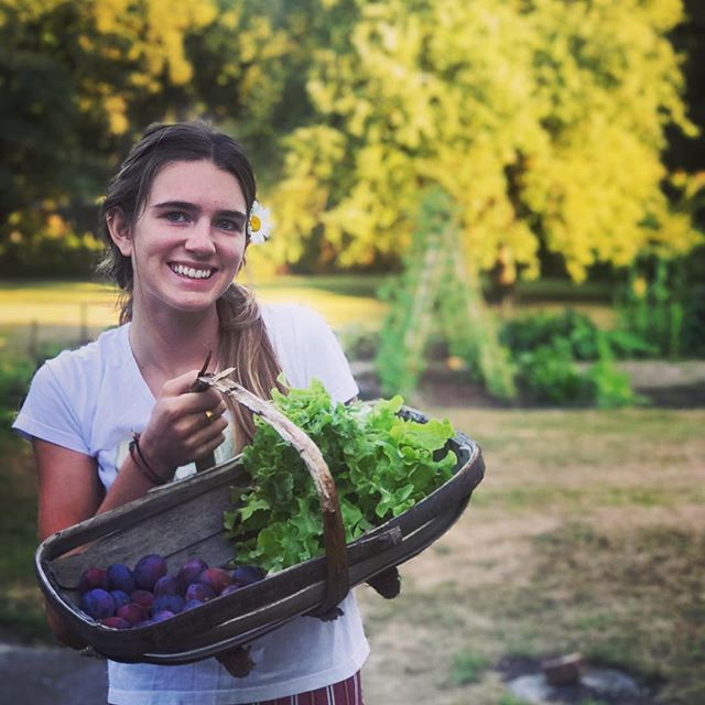From the Garden, last of the summer lettuce and all the final harvest of plums! 💚
#Sunday
#VegetableGarden