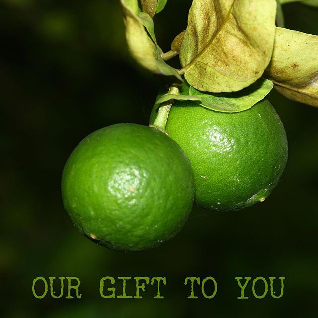 FRAGRANCE FRIDAY...WILD LIME 🍈
OUR GIFT TO YOU!
SPEND OVER £50 TO RECEIVE A COMPLIMENTARY WILD LIME CANDLE ONLINE OR IN OUR SHOP AT 70 BURLINGTON ARCADE, LONDON.
OFFER AVAILABLE ‪UNTIL 28TH SEPTEMBER‬ AND WHILE STOCKS LAST
•
As autumn approaches we are giving a final salute to the end of summer with our refreshing, zesty Wild Lime fragrance.
Fresh and bursting with energy, we blended citrus top notes with a woody base to balance out this lively scent.  I hope you enjoy it!
•
FRAGRANCE NOTES
TOP: CITRUS
MIDDLE: GREEN, HERBAL
BASE: SANDALWOOD, AMBER
•
#TrueGraceMoments
#TrueGraceBespoke
#EssenceOfEnglandTG
#AsItShouldBeTG
#TrueGraceTG
#BurlingtonArcade
#FragrantFridayTG
#WildLime
#Sustainable
#Ecofactory
#Carbonneutral
#SustainableFragranceHouse
#EndOfSummer
#Zesty
#Refreshing